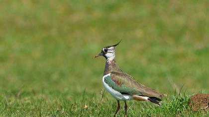 Northern Lapwing