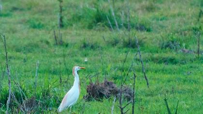 Western Cattle Egret