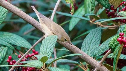 Garden Warbler