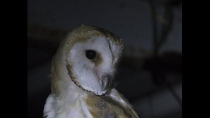 Western Barn Owl