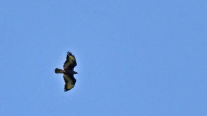 Golden Eagle