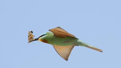 Blue-cheeked Bee-eater