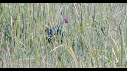 Purple Swamphen