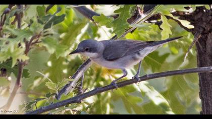 Eastern Orphean Warbler