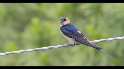 Red-rumped Swallow