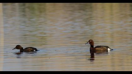 Ferruginous Duck