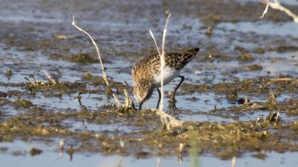 Little Stint