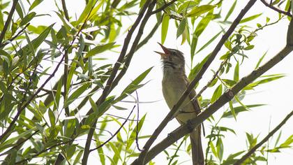 Great Reed Warbler