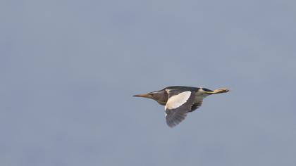 Little Bittern