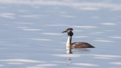 Great Crested Grebe