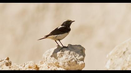 Finsch`s Wheatear