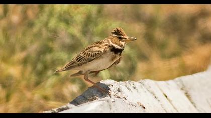 Bimaculated Lark