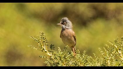 Spectacled Warbler