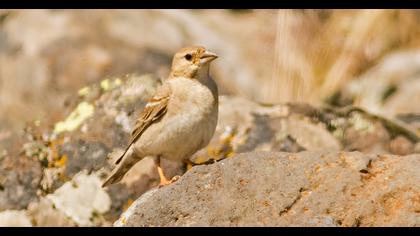 Pale Rockfinch