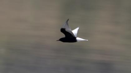 White-winged Tern