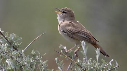 Rufous-tailed Scrub Robin