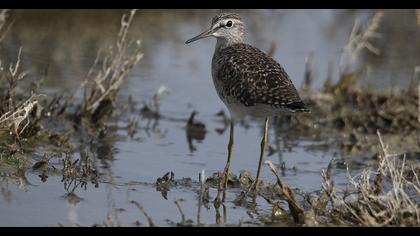 Wood Sandpiper
