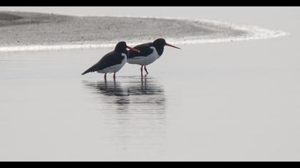 Eurasian Oystercatcher