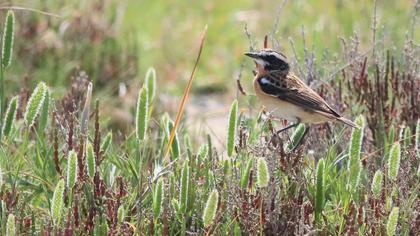 Whinchat