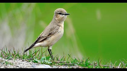 Isabelline Wheatear