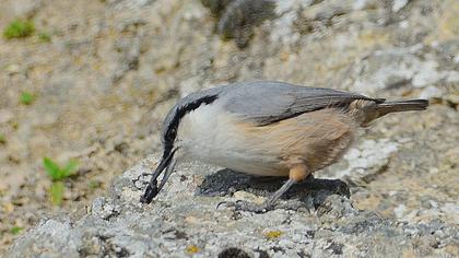 Western Rock Nuthatch