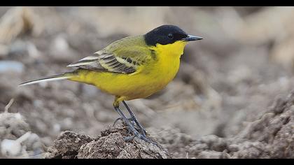 Western Yellow Wagtail