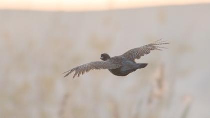 Black Francolin