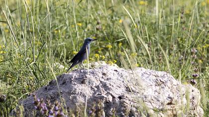 Blue Rock Thrush