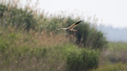 Montagu`s Harrier