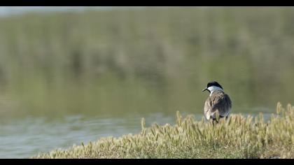 Spur-winged Lapwing