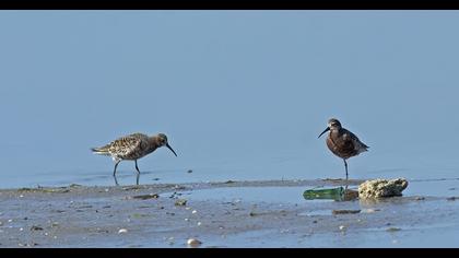 Curlew Sandpiper