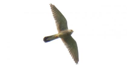 Common Kestrel