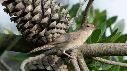 Garden Warbler