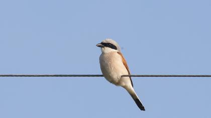 Red-backed Shrike