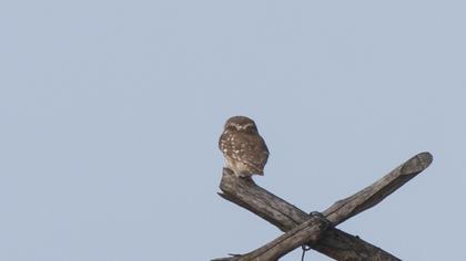 Little Owl