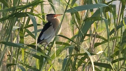 Little Bittern