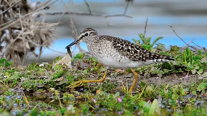 Wood Sandpiper