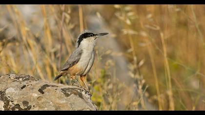 Eastern Rock Nuthatch
