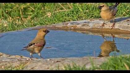 Desert Finch