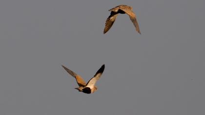 Black-bellied Sandgrouse