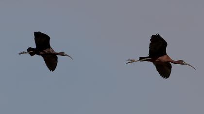 Glossy Ibis