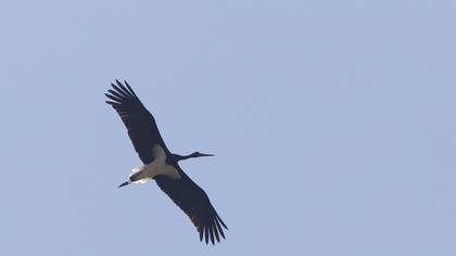 Black Stork