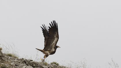 Egyptian Vulture