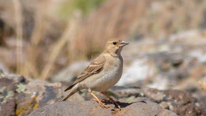 Pale Rockfinch