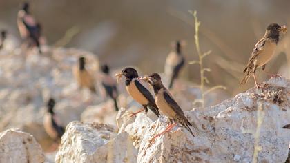Rosy Starling