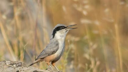 Eastern Rock Nuthatch
