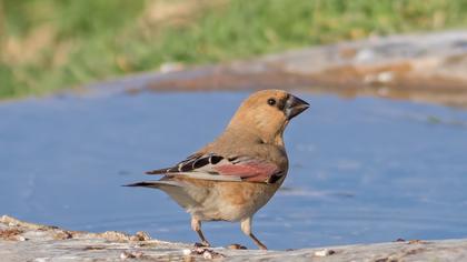 Desert Finch