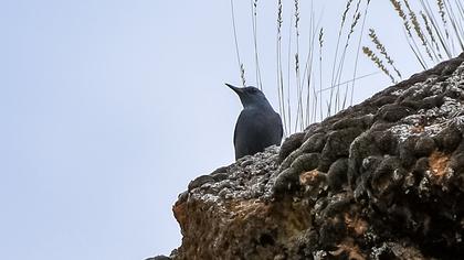Blue Rock Thrush