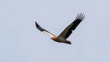 Egyptian Vulture