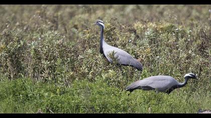 Demoiselle Crane